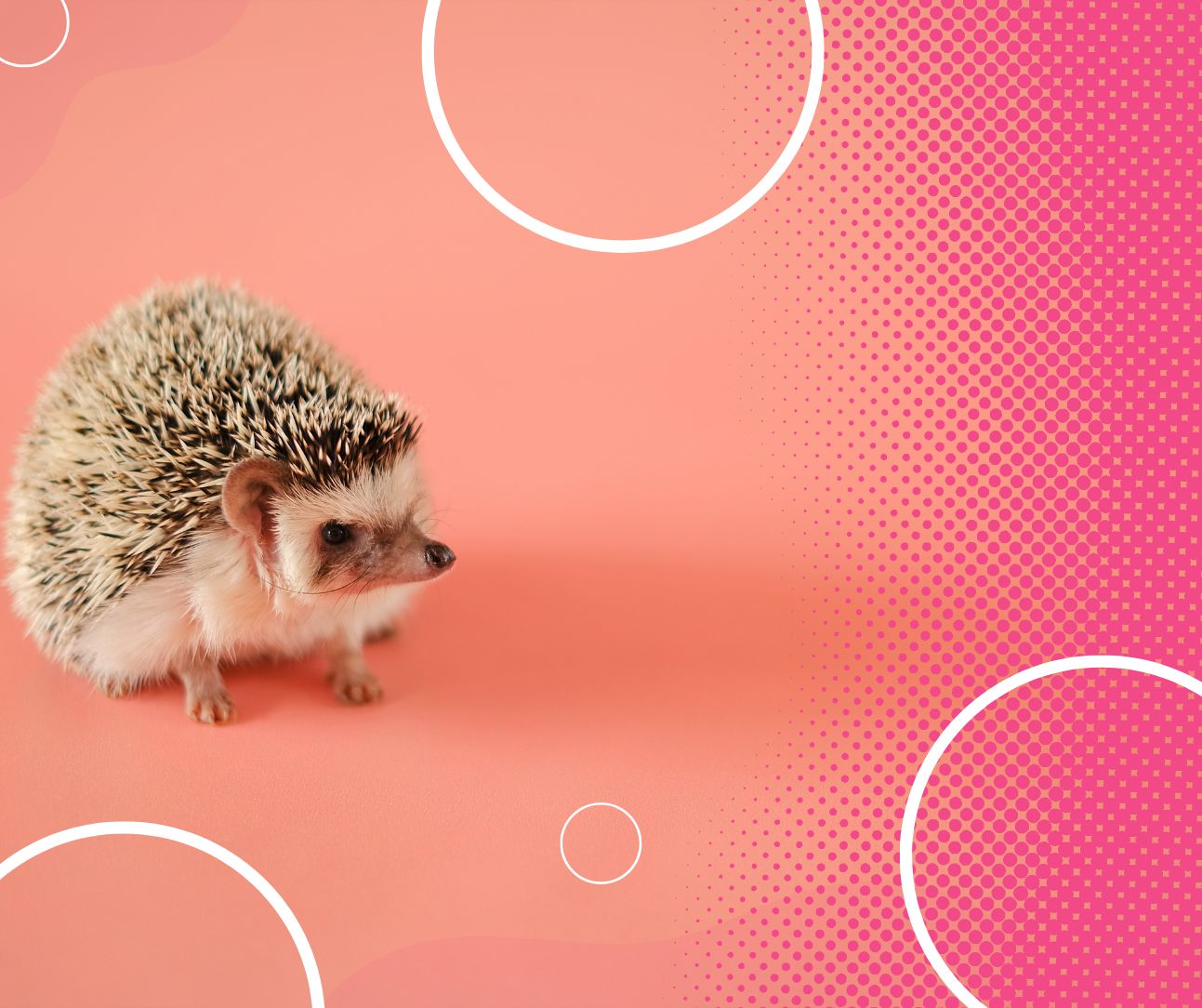 Hedgehog on a gradient background