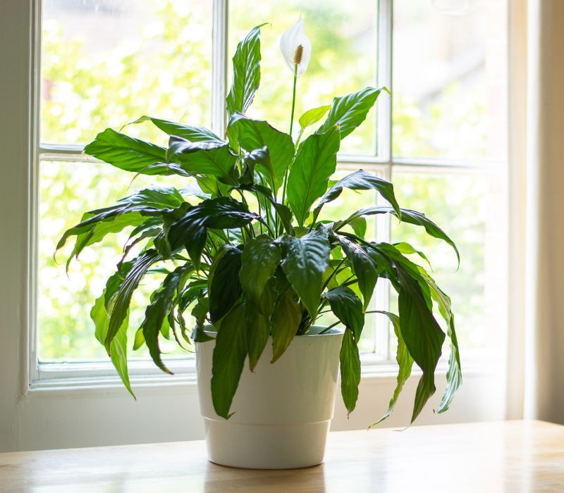 Peace lily
