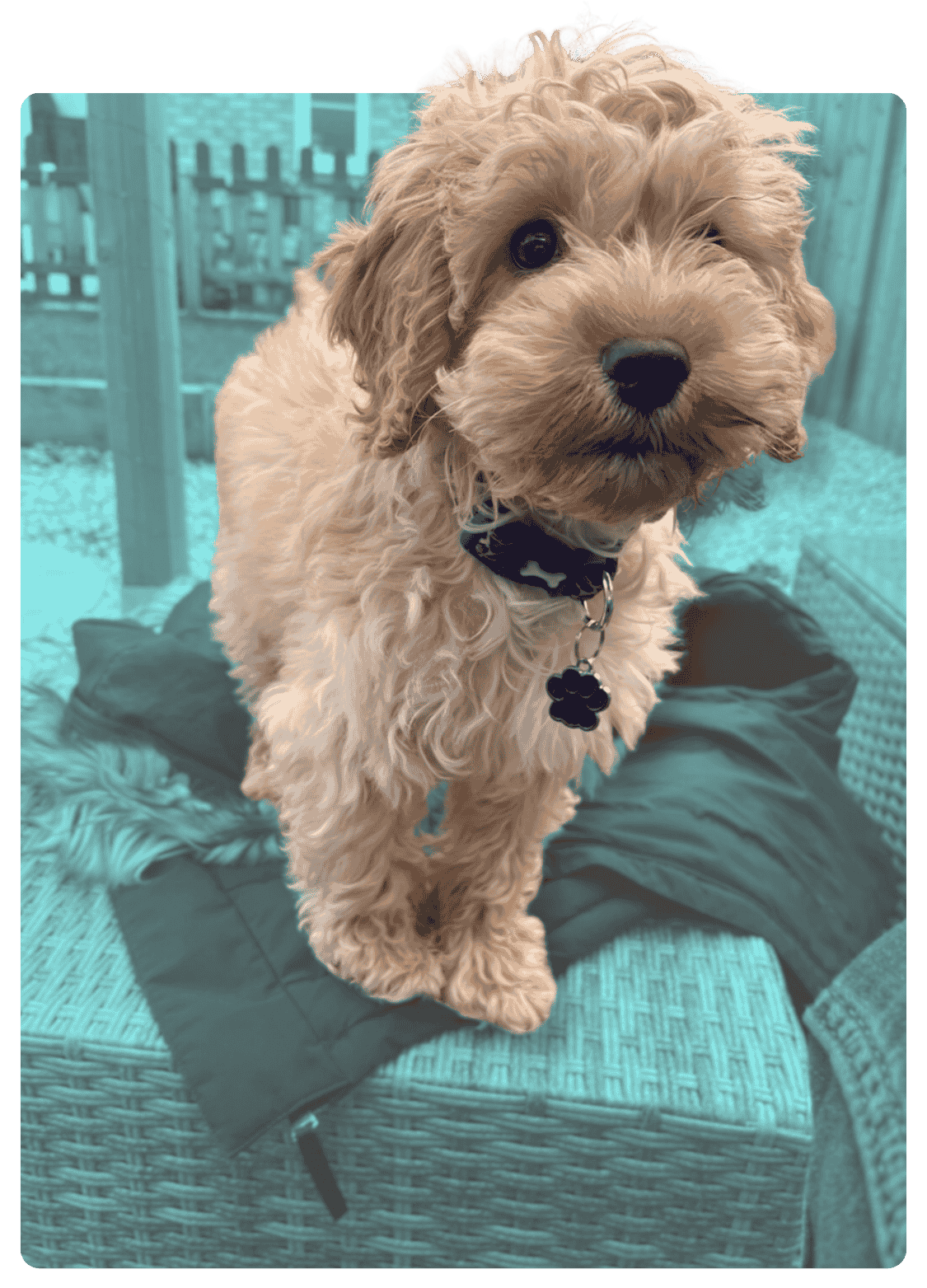 Image is of a dog sitting in the garden