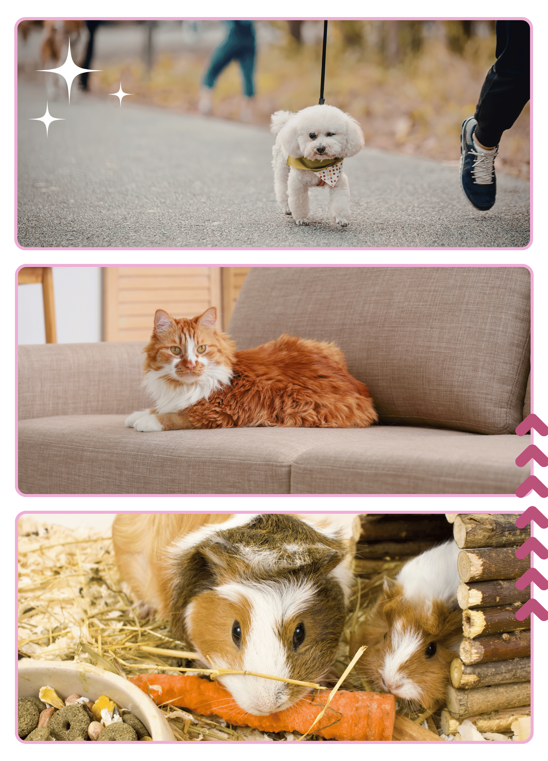 Photo of a dog, cat and Guinea Pig