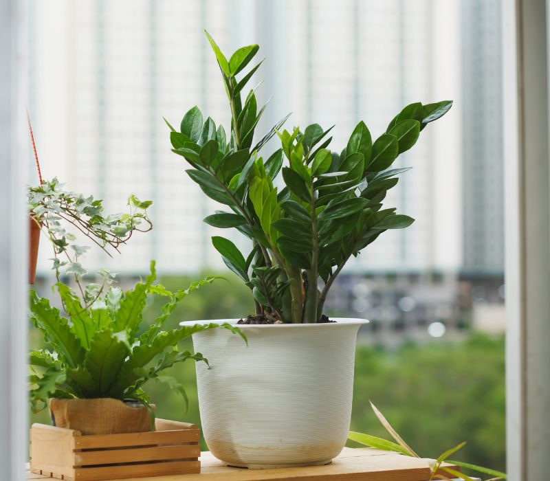 ZZ plant