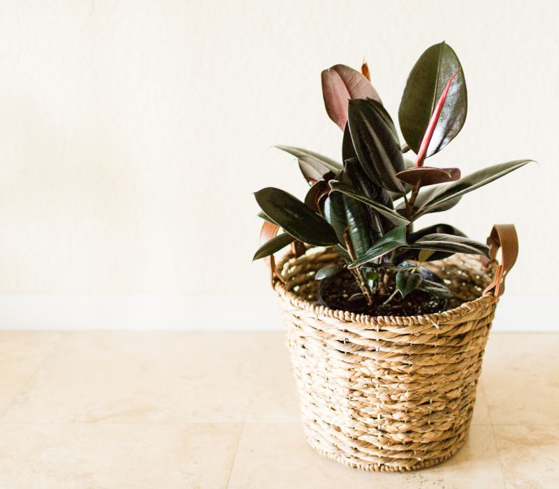 Rubber plant