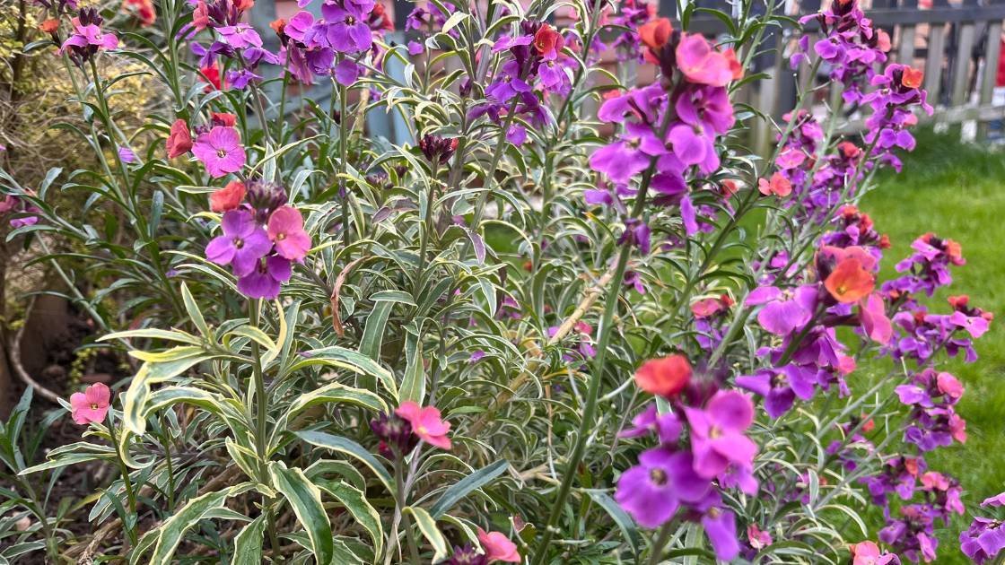 Purple flowers blooming in the garden of a home