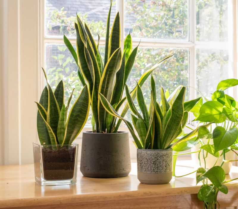 Snake plants